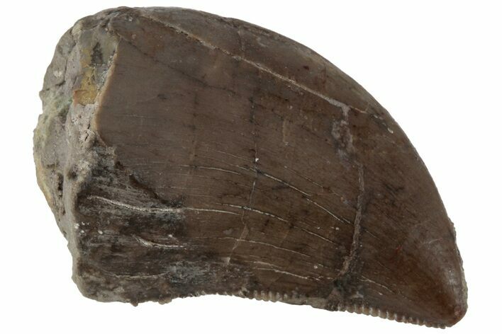 Serrated, Dinosaur (Allosaurus?) Tooth - Colorado #223448